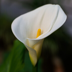 Hoy 30 de abril llega a Lidl una flor sencilla y fácil de cuidar que además, suma elegancia a la decoración de casa