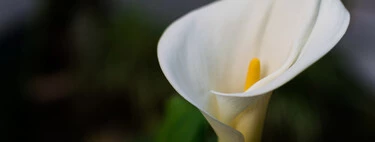 Hoy 30 de abril llega a Lidl una flor sencilla y fácil de cuidar que además, suma elegancia a la decoración de casa