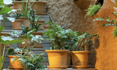 Guardería de plantas