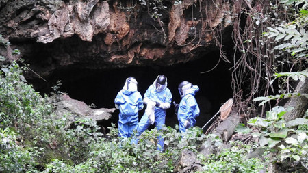 Deberíamos talar menos árboles si queremos reducir la probabilidad de la próxima pandemia