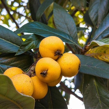 Cómo sembrar nísperos en casa: el árbol frutal fácil de cuidar que resiste lluvias y heladas