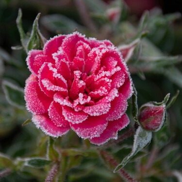Cuatro plantas resistentes al frío que mantienen el color en los meses más duros del invierno: cómo cuidarlas y dónde ponerlas