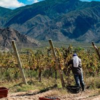 A la duda sobre si el cambio climático existe o no, La Rioja tiene algo que decir: ayer acabó la vendimia, récord histórico