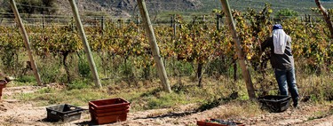 A la pregunta sobre si el cambio climático afecta o no, La Rioja tiene algo que decir: vendimia más adelantada y breve de la historia