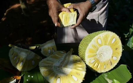 Jackfruit India 1