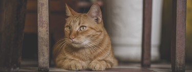 Ya está en vigor la norma de la Ley de Bienestar Animal que prohíbe a los dueños de perros y gatos que sus mascotas practiquen estas actividades 