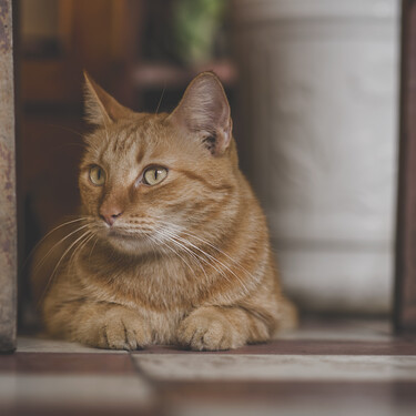 Ya está en vigor la norma de la Ley de Bienestar Animal que prohíbe a los dueños de perros y gatos que sus mascotas practiquen estas actividades 