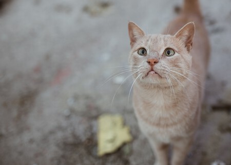 Gato Calle