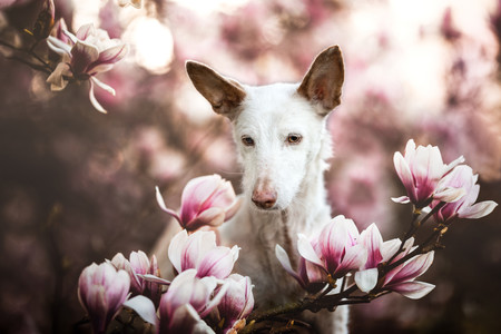Estas son las enternecedoras fotos de perros que han vencido en el concurso Dog Photographer of the Year 2019