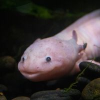 Da última vez que verificamos, havia 36 axolotes restantes na natureza: é assim que os cientistas estão trabalhando para encontrar todos os que restam 