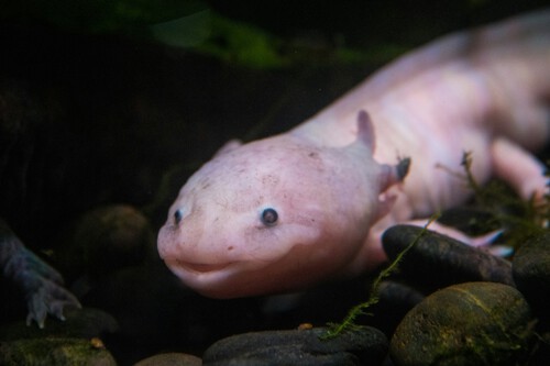 Destruição do seu meio ambiente e espécies invasoras levaram o axolote ao risco de extinção | Imagem: Mattias Banguese