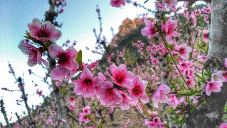 Cieza floración melocotón