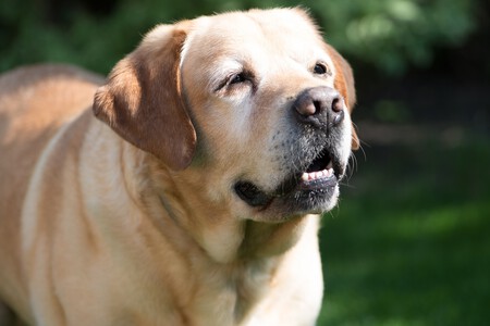 Cuidados Del Perro Anciano