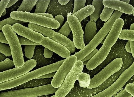 El metano de la atmósfera podría ser “eliminado” por una bacteria
