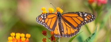 La otra reserva de Mariposas Monarcas que pocos conocen en el Edomex: así puedes llegar y esto cuesta