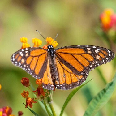 Cómo se puede visitar la Reserva de Mariposas Monarcas en el Edomex: costos, dónde comer y cómo llegar