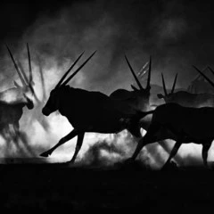 Foto 3 de 9 de la galería categoria-mamiferos en Xataka Foto