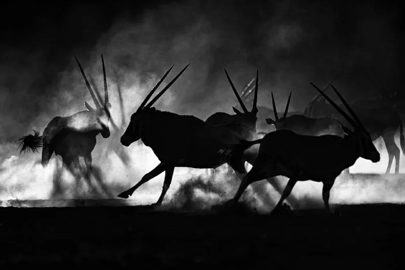 Foto de Categoría: Mamíferos (3/9)