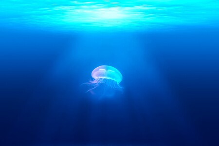 Con esta app puedes saber si hay medusas en la playa, el aforo, oleaje y más