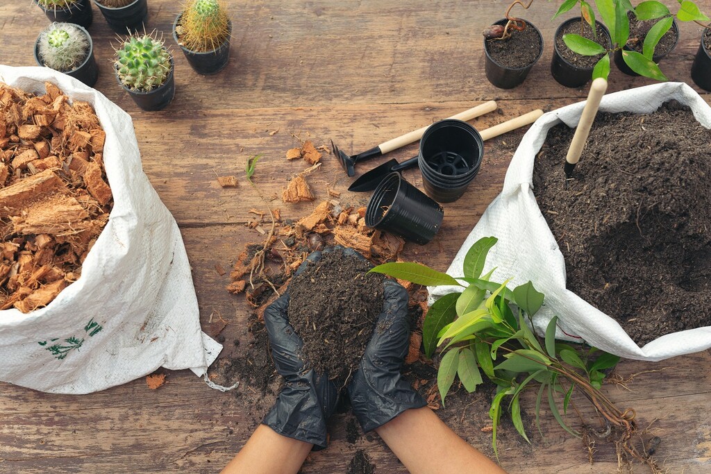 5 plantas medicinales que debes tener en tu cocina