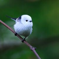 Este pequeno pássaro é a fada da neve japonesa, uma ave com uma vida social fascinante 