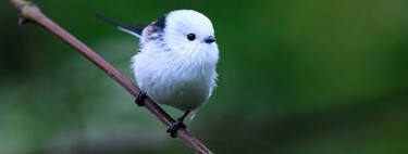 Este pequeno pássaro é a fada da neve japonesa, uma ave com uma vida social fascinante 