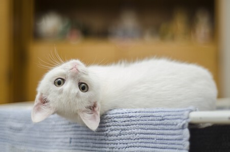 Gatos Vif Virus Inmunodefiencia Felina Convivir