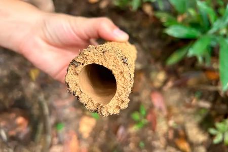 Parte interna das torres de ninfas de cigarra.