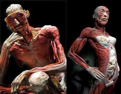 Bodies, el cuerpo humano al descubierto