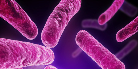 La salud de personas obesas determinada por su flora intestinal