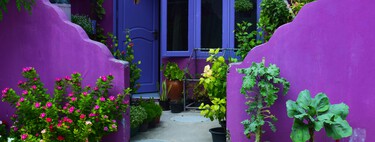 Esta es la planta perfecta para tu hogar que tiene flores prácticamente todo el año: cómo cuidarla y dónde colocarla 