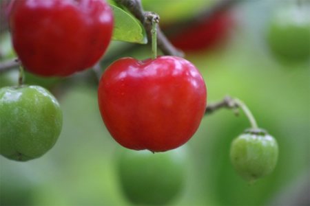 La acerola, una fruta cargada de vitamina C