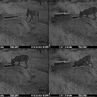 As mães linces lavam suas caças em água antes de entregá-las aos filhotes, mas ninguém sabe por quê 