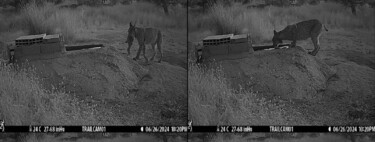 As mães linces lavam suas caças em água antes de entregá-las aos filhotes, mas ninguém sabe por quê 