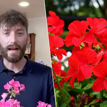 Adrián de la Torre, experto en jardinería: "Si tenemos el geranio muchas horas al sol necesitamos que esté bien hidratado sin esperar demasiado"