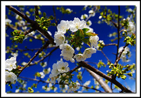Primavera en el Valle del Jerte