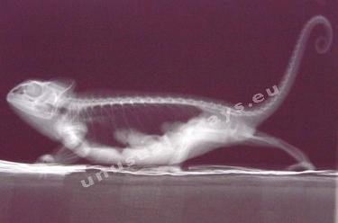 Unusual X-Rays, galería de rayos X