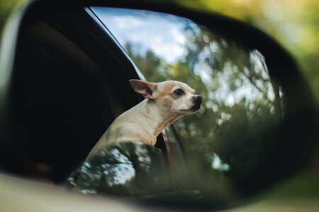 Un pero montando en un coche