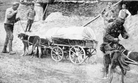 Perros de tiro de carros en la guerra