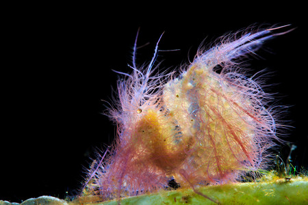 Supermacro Edison So Hairy