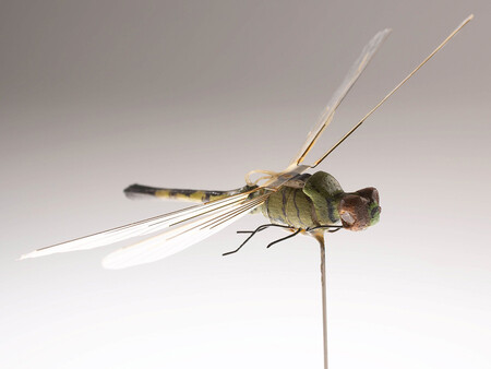 El primer insecto volador robótico se desarrolló en la década de 1970, pero era demasiado frágil