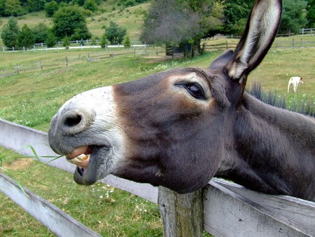 ¿La medicina tradicional china podría extinguir a los burros?