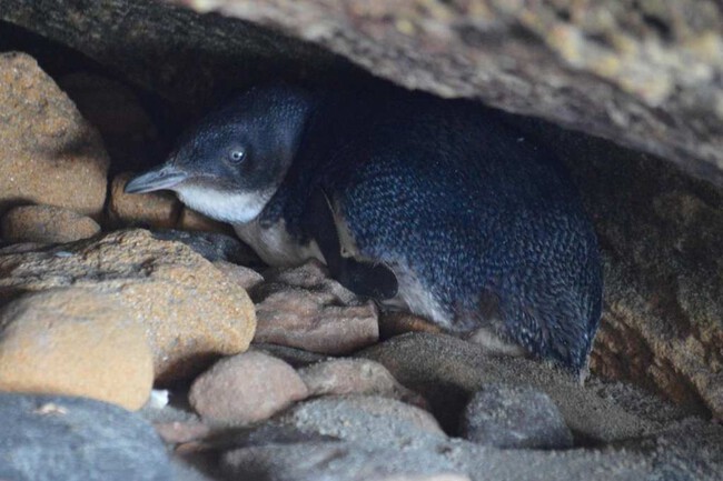 Pinguinos