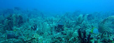 La solución a nuestra escasez de agua quizá se encuentra en el lugar más inesperado: debajo del Atlántico