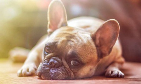Los niños tienen más facilidad para el desarrollo socioemocional si tienen perro en casa
