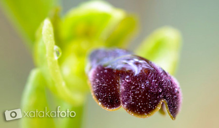 Fotografía Macro (parte II)