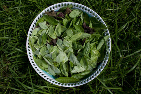 Fuentes de vitaminas y minerales poco conocidas hasta el momento