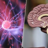Adolescentes hasta los 32 años: la neurociencia explica por qué el cerebro tarda mucho más de lo que creíamos en madurar 