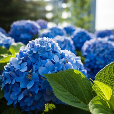 Aunque es abono para tus plantas, llevamos toda la vida tirándolo por el fregadero: un truco muy útil para tomateras y hortensias 