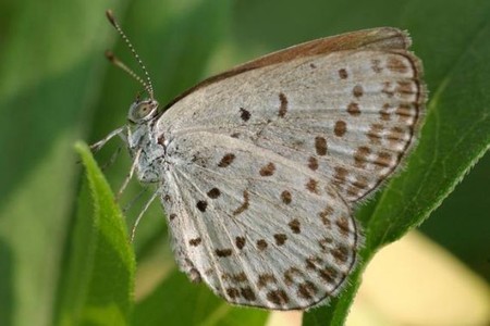 Lo que le pasa a las mariposas que se alimentan de plantas contaminadas por Fukushima